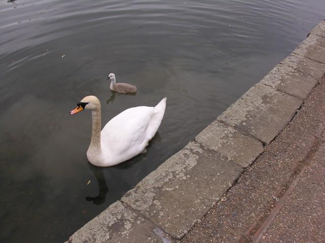 swans at Osterley Park