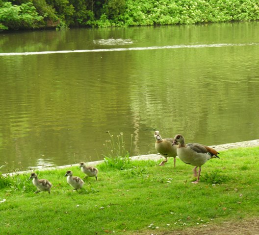 water birds at Osterley Park