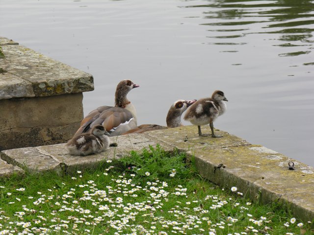 ducks at Osterley Park