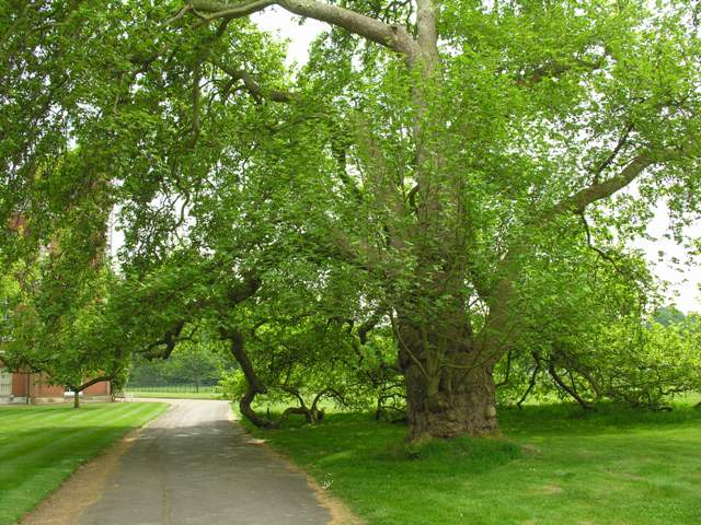 ancient trees at Osterley Park