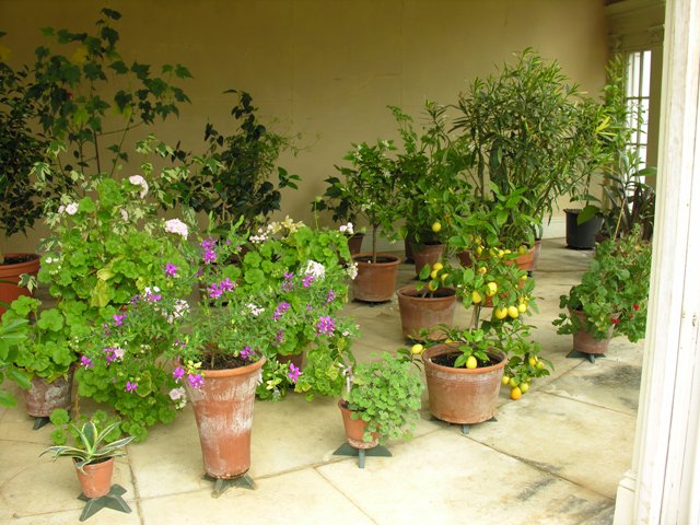 oranges and lemons in the Orangery